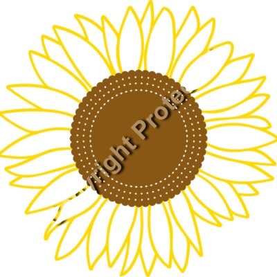 sunflower line c Thumbnail